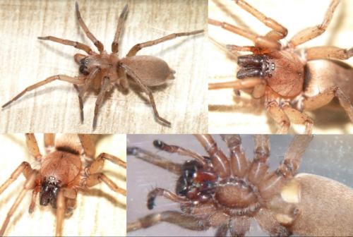Réf. 252 818 : Drassodes sp.